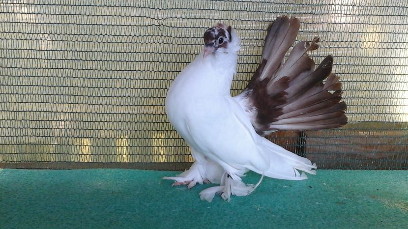 7441; 20.07.2016 - NORDCAUCAZIAN cu coada rosie red tail pigeons