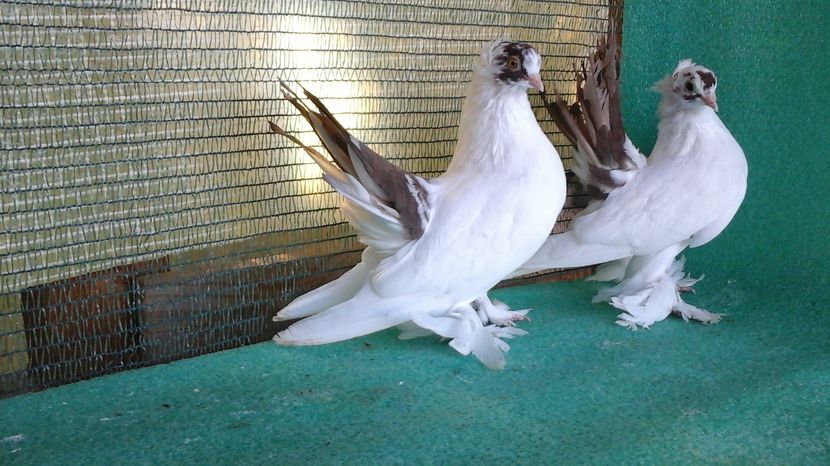  - Orizonturi pt obtinerea de Nord Caucazian cu coada rosie  red tail pigeons