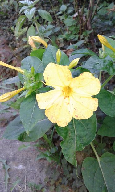 Mirabilis jalapa - Mirabilis