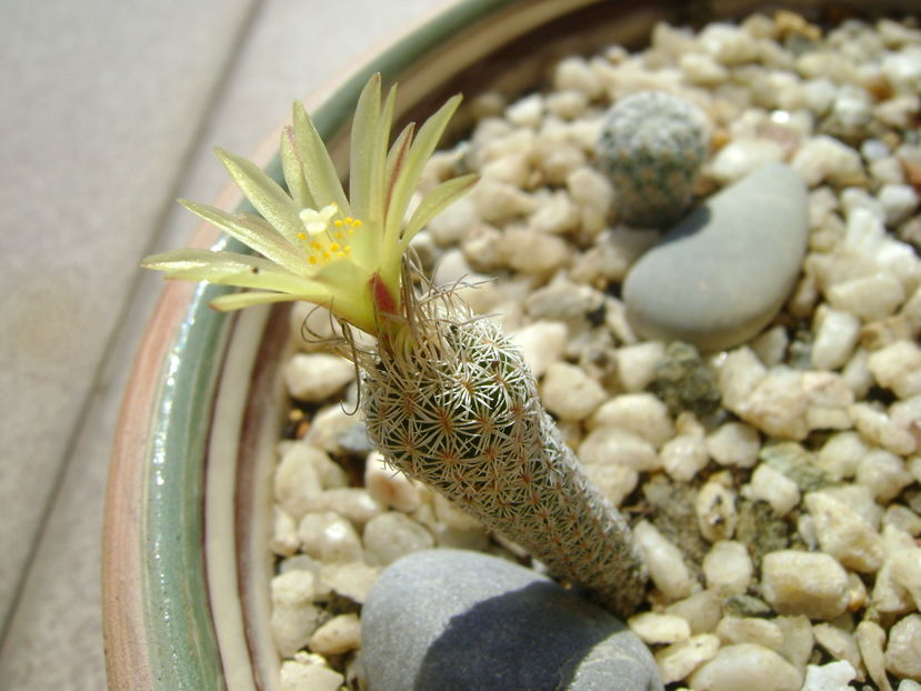 Turbinicarpus krainzianus v. minimus