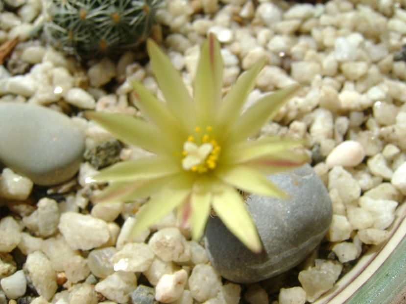 Turbinicarpus krainzianus v. minimus - Cactusi 2016 bis