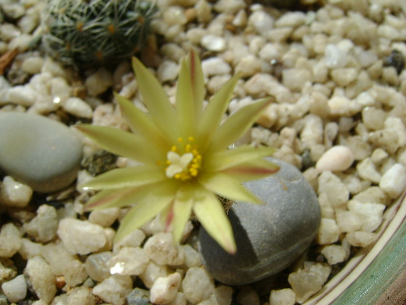 Turbinicarpus krainzianus v. minimus