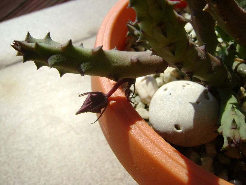 Huernia pendurata, boboc