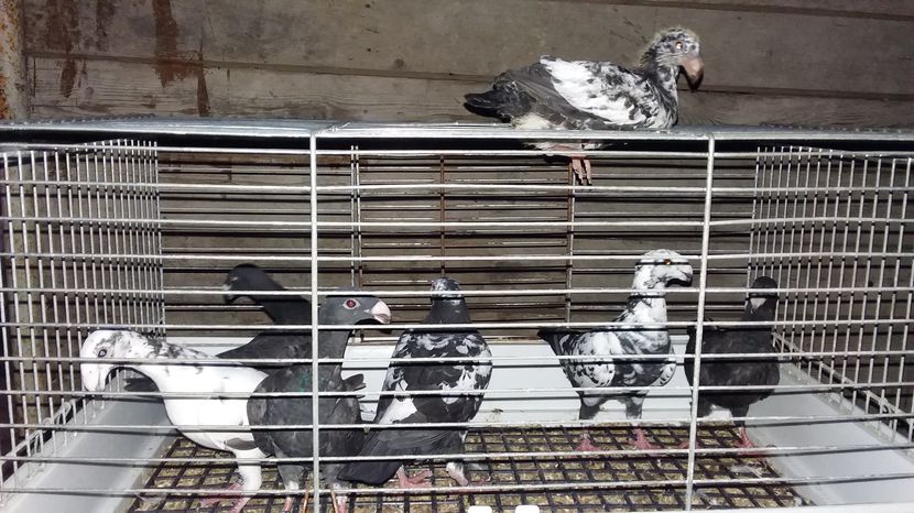  - pui voiajori germani 2016