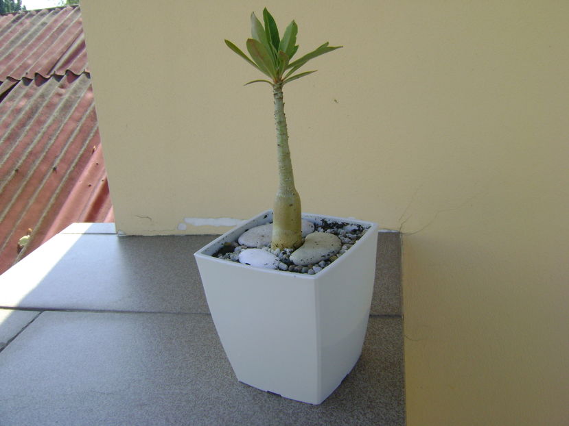 Adenium somalense