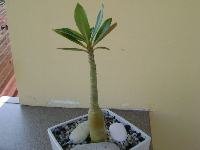 Adenium somalense
