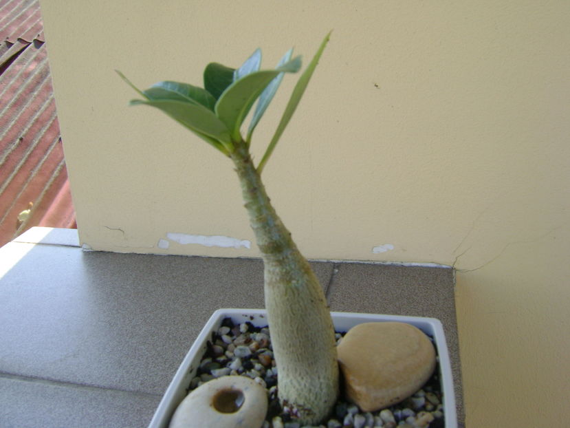 Adenium arabicum Tiny Ding-dong