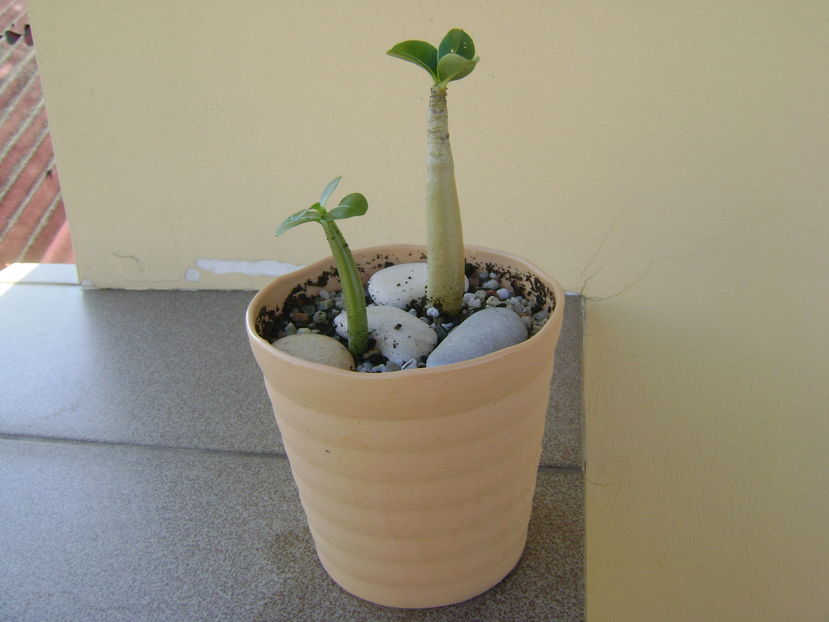 Adenium thai socotranum Golden Crown & Adenium arabicum Black Pearl