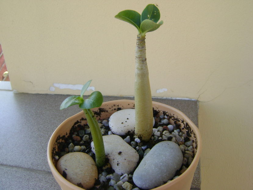 Adenium thai socotranum Golden Crown & Adenium arabicum Black Pearl