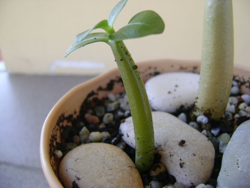 Adenium arabicum Black Pearl