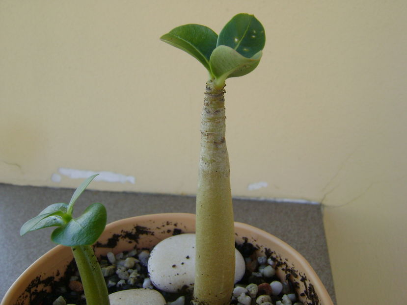 Adenium thai socotranum Golden Crown & Adenium arabicum Black Pearl