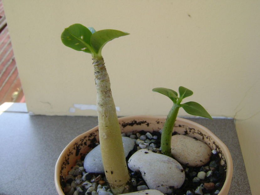 Adenium thai socotranum Golden Crown & Adenium arabicum Black Pearl