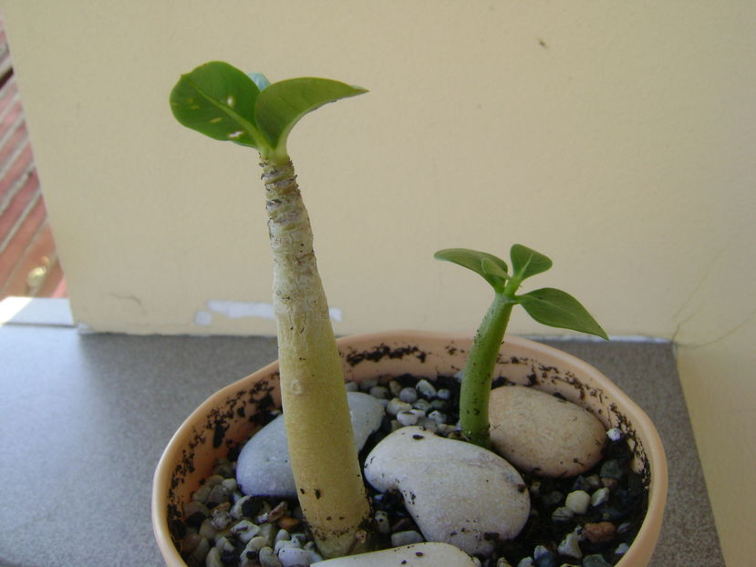 Adenium thai socotranum Golden Crown & Adenium arabicum Black Pearl