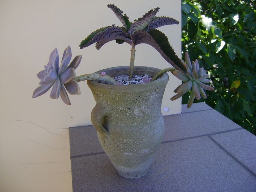 Graptopetalum paraguayense & Kalanchoe daigremontiana & Pachyphytum brevifolium