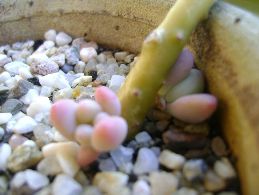 Graptopetalum paraguayense & Pachyphytum brevifolium, detalii