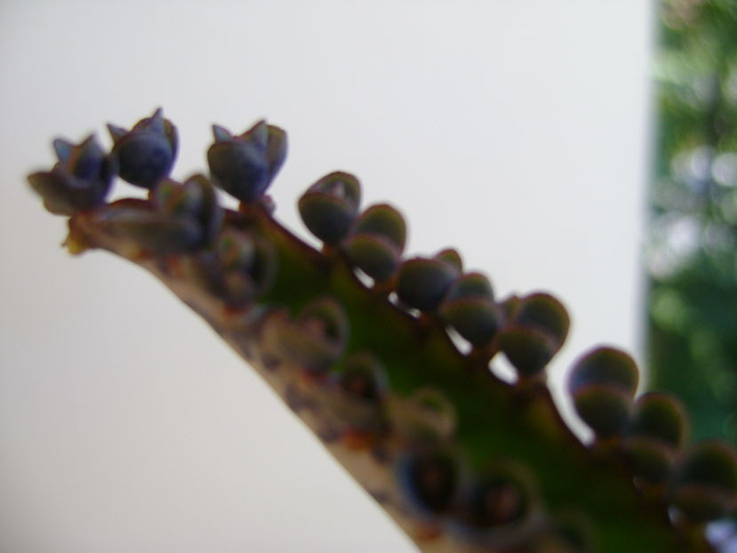 Kalanchoe daigremontiana, detaliu