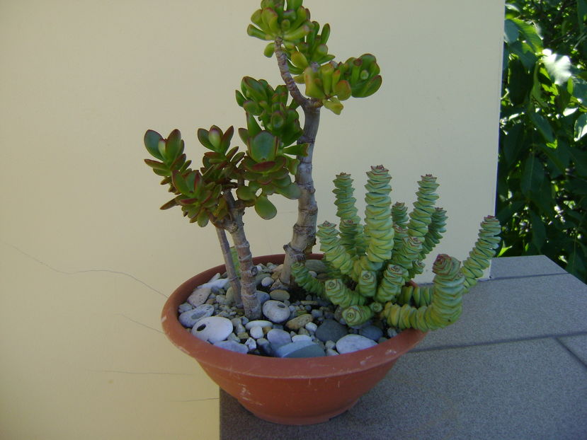 Crassula ovata & Crassula marnieriana