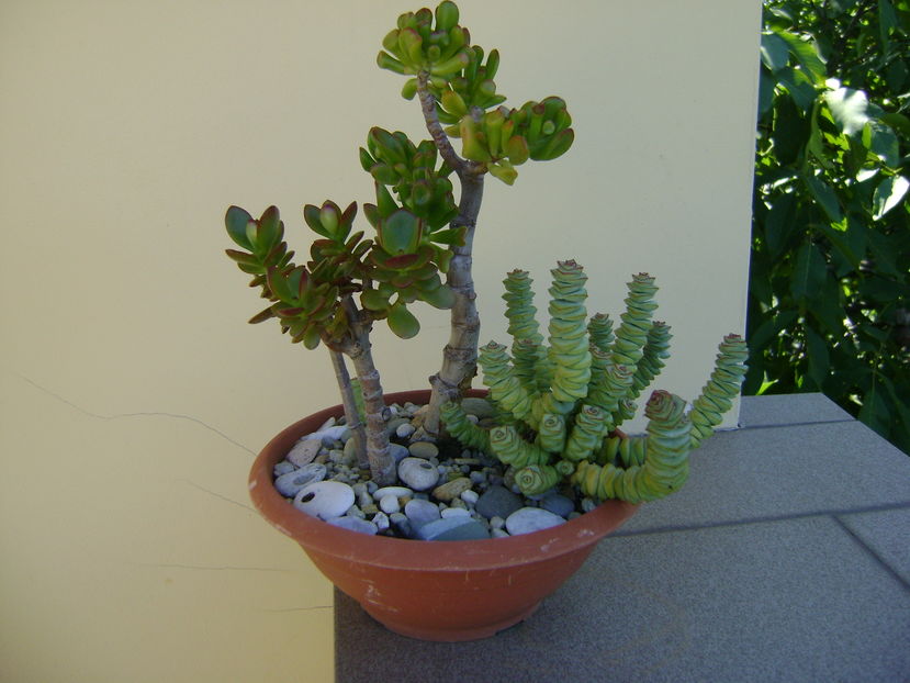 Crassula ovata & Crassula marnieriana - Suculente 2016