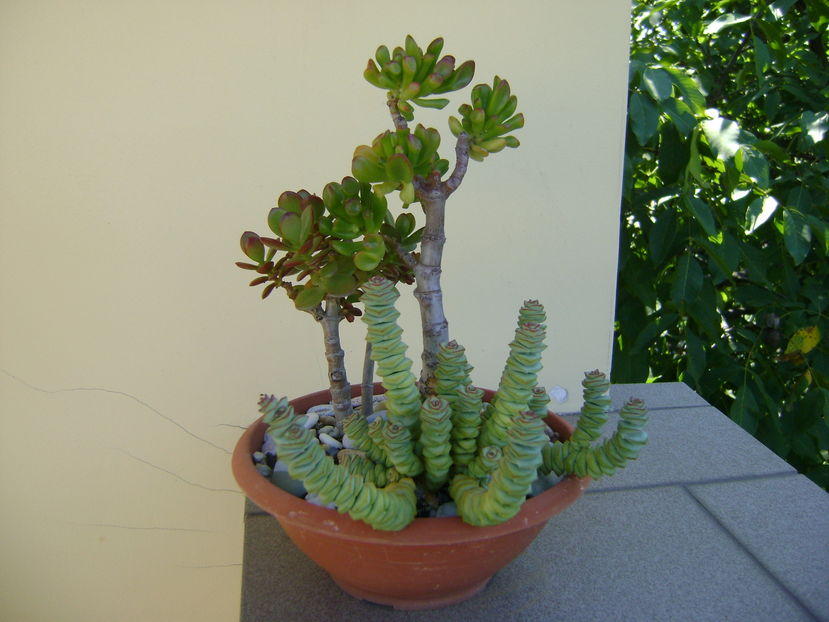 Crassula ovata & Crassula marnieriana - Suculente 2016