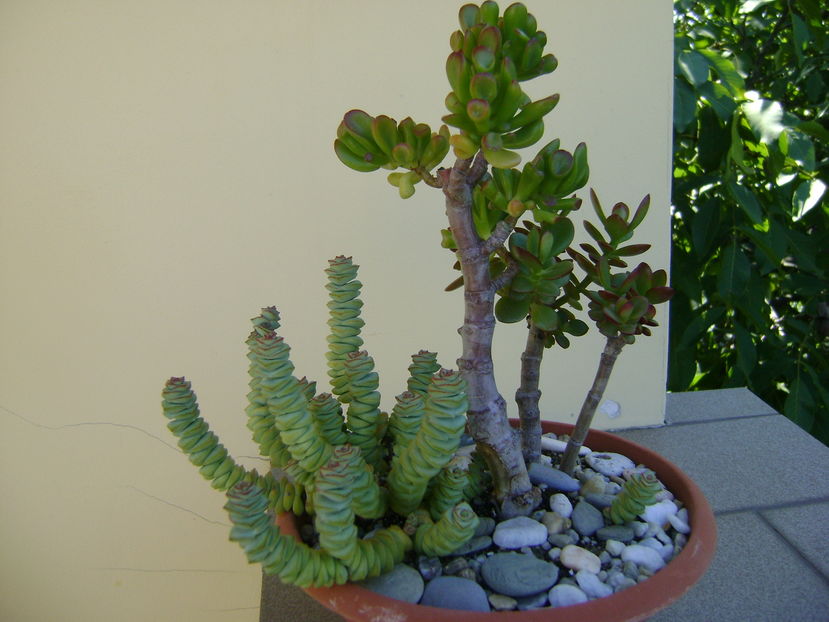 Crassula ovata & Crassula marnieriana - Suculente 2016