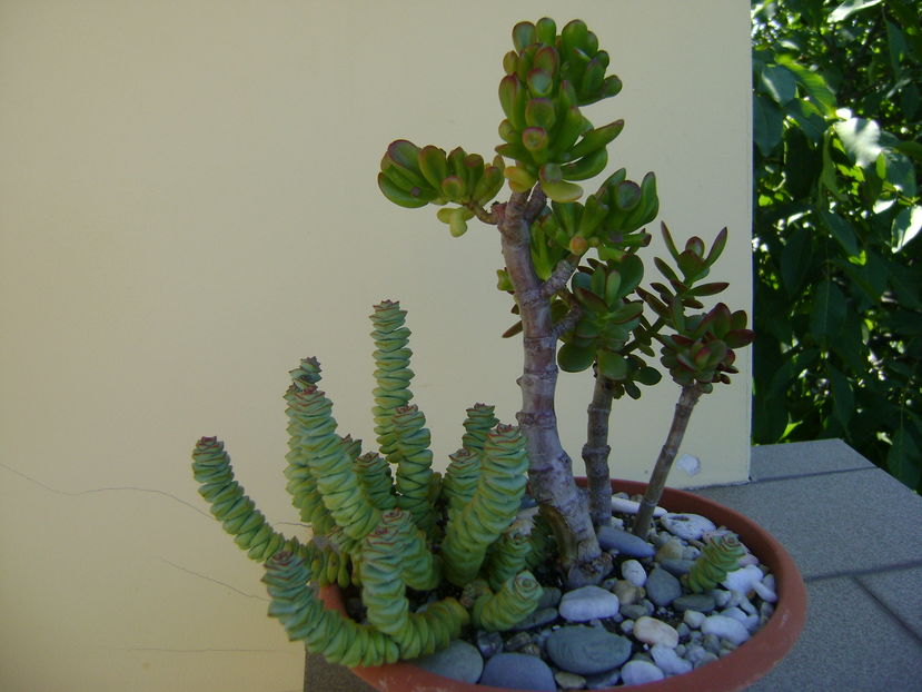 Crassula ovata & Crassula marnieriana