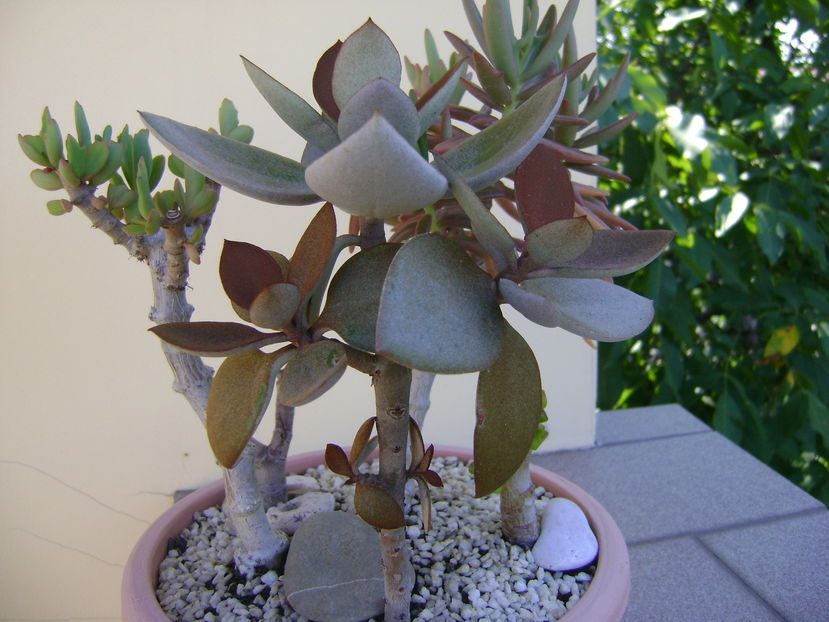 Kalanchoe orgyalis & Kalanchoe hb. ''Elk antlers''