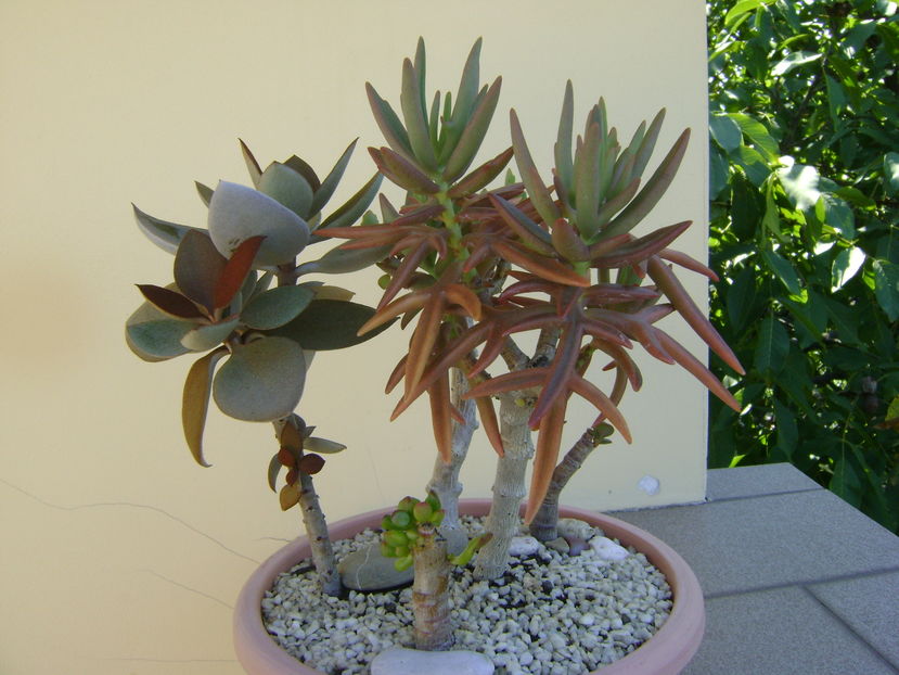 Kalanchoe orgyalis & Kalanchoe hb. ''Elk antlers''