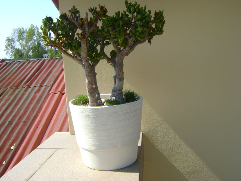 Crassula ovata hobbit