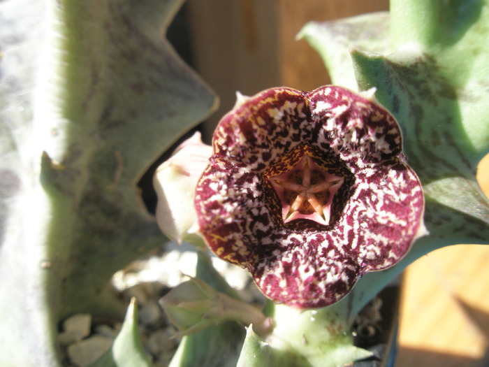 Stapelia keithii - macro floare - for Mr LUIS HERRERA