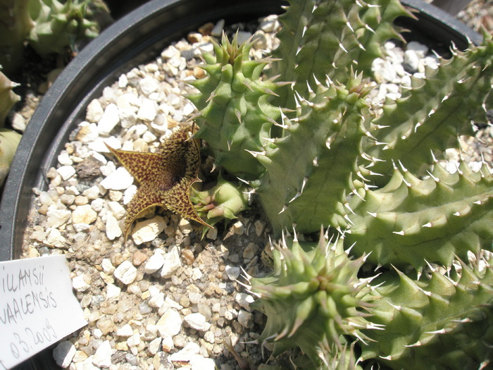 Huernia pillansii x H. transvalensis - 30.07 - for Mr LUIS HERRERA