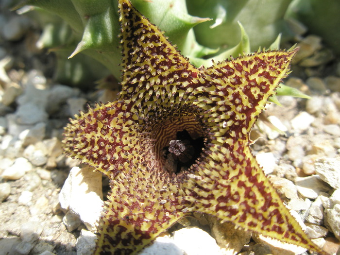 H. pillansii x H. transvalensis - floare - for Mr LUIS HERRERA