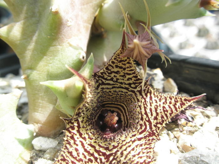 Huernia thuretii v. thuretii - 01.08 - for Mr LUIS HERRERA