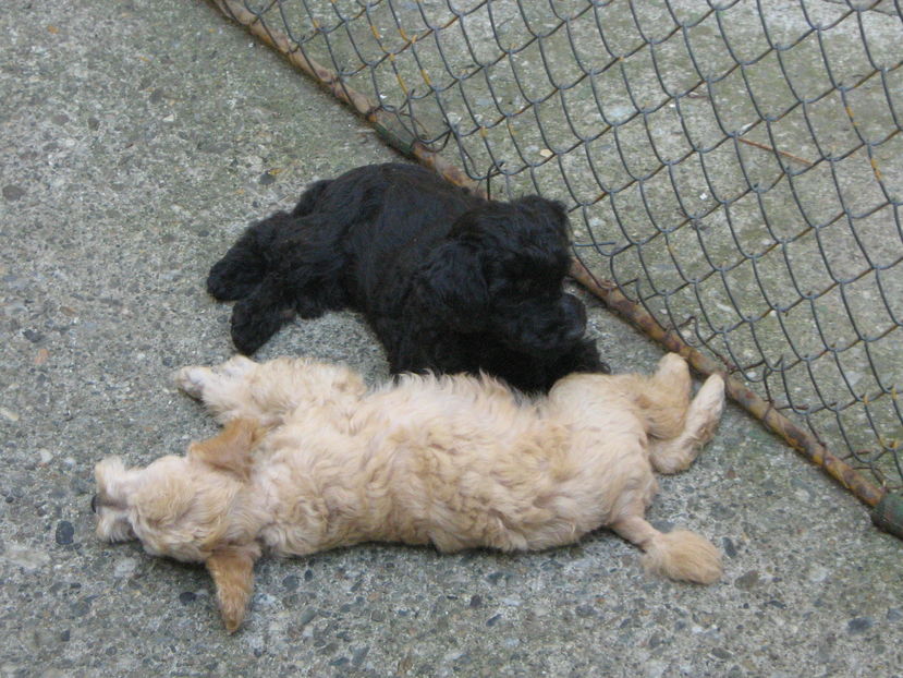 94 - MUKY_ ceva special