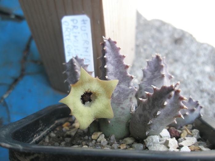 Huernia primula - 24.09