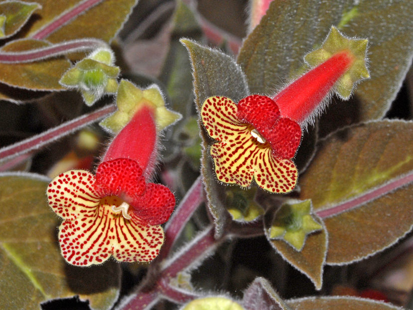 Gesneriaceae_-_Kohleria_amabilis_var._bogotensis - K-Amabilis