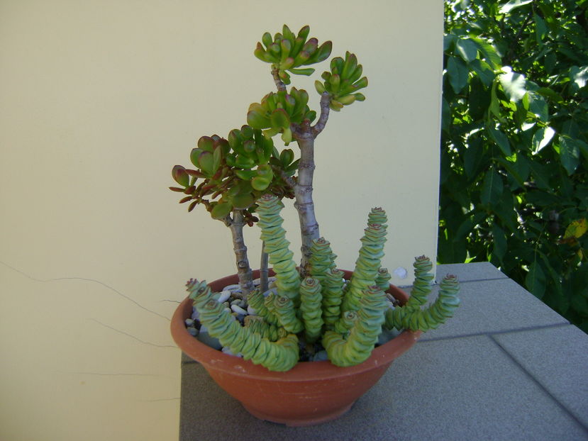 Crassula ovata & Crassula marnieriana
