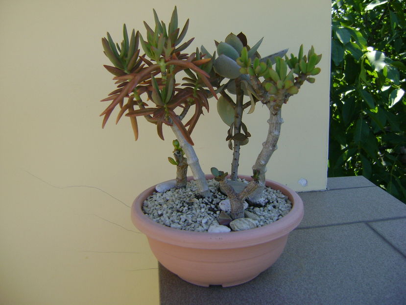 Kalanchoe orgyalis & Kalanchoe hb. "elk antlers"