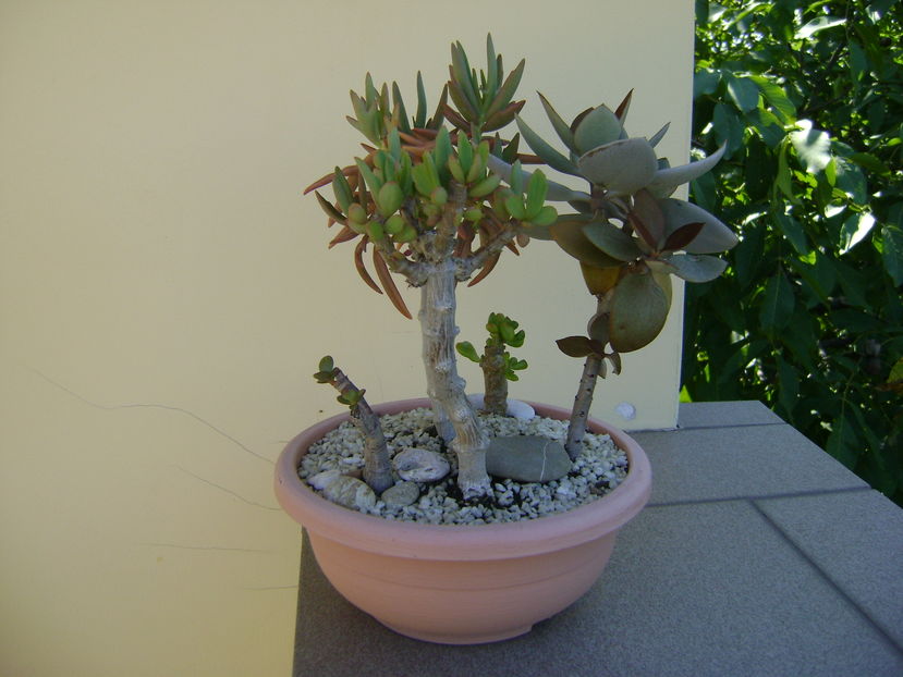 Kalanchoe orgyalis & Kalanchoe hb. "elk antlers"