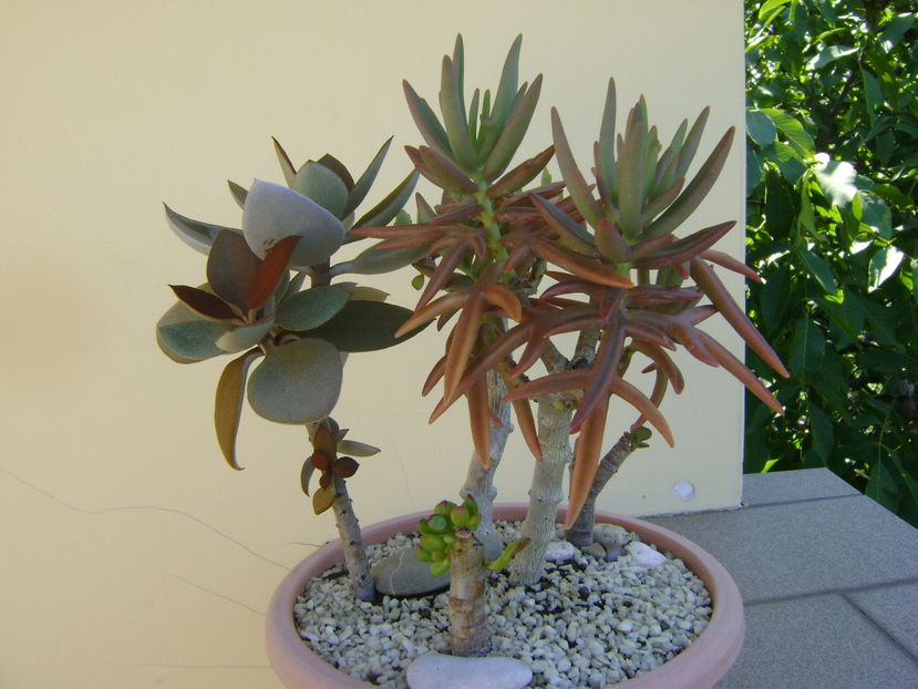 Kalanchoe orgyalis & Kalanchoe hb. "elk antlers"