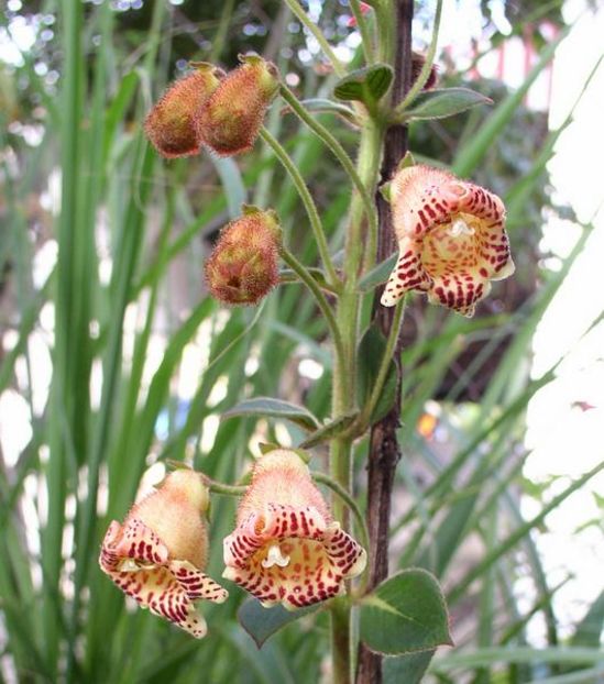 1764_Kohleria allenii flowers and buds_leong_leong - K-Allenii