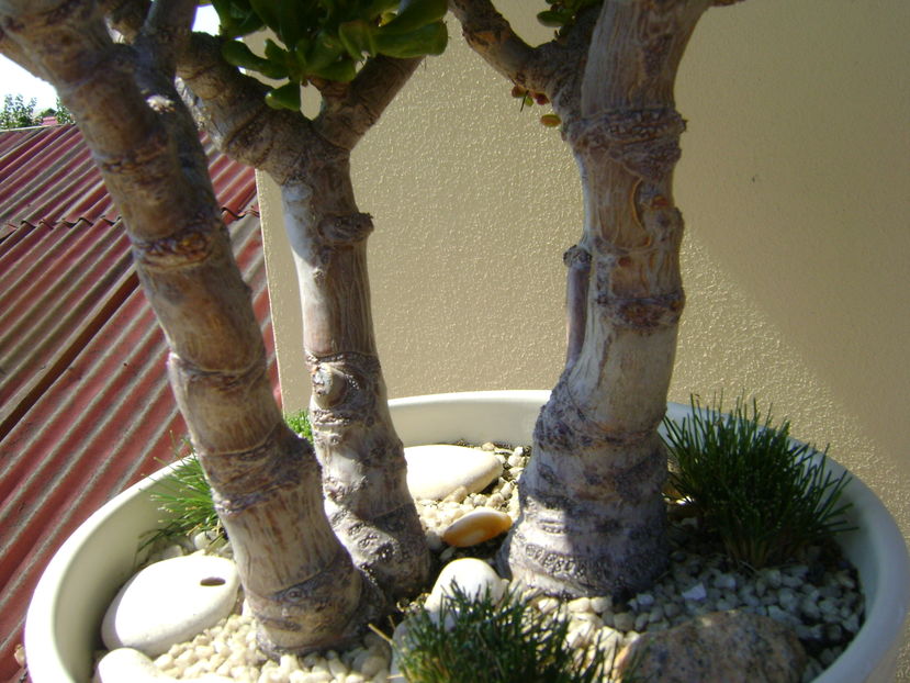 Crassula ovata hobbit, detaliu