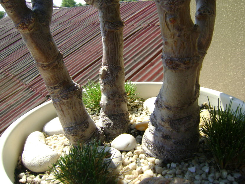 Crassula ovata hobbit, detaliu