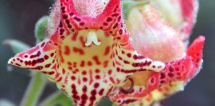 Kohleria-allenii-plantes-rares-fleurs