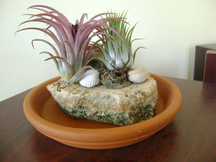 Tillandsia ionantha & Tillandsia ionantha rubra