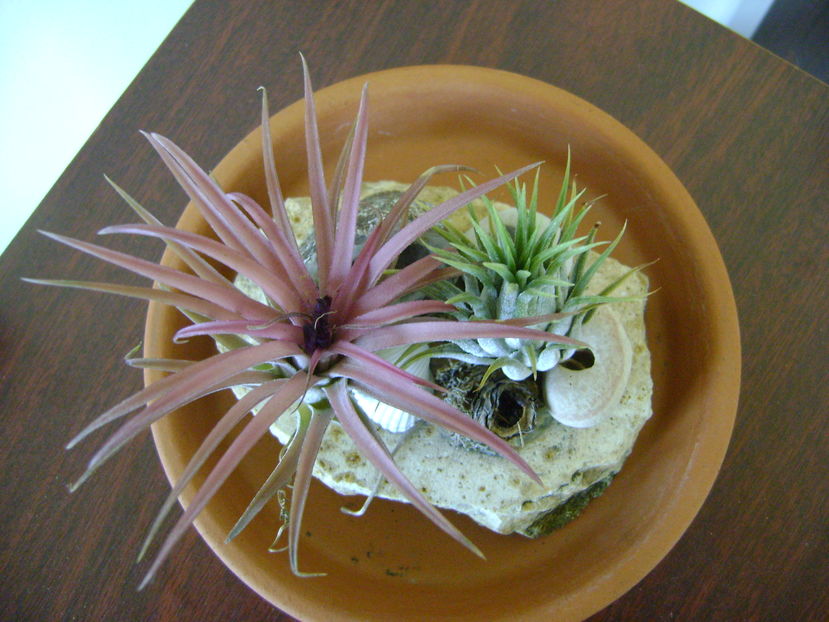 Tillandsia ionantha & Tillandsia ionantha rubra