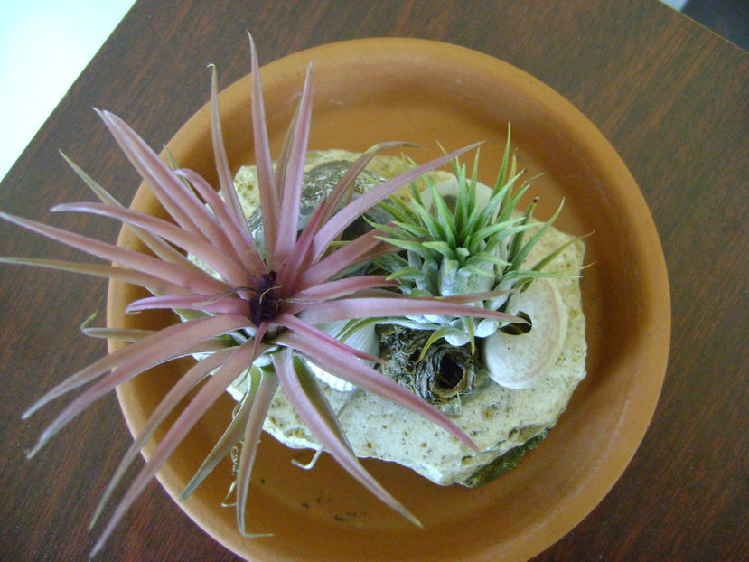 Tillandsia ionantha & Tillandsia ionantha rubra