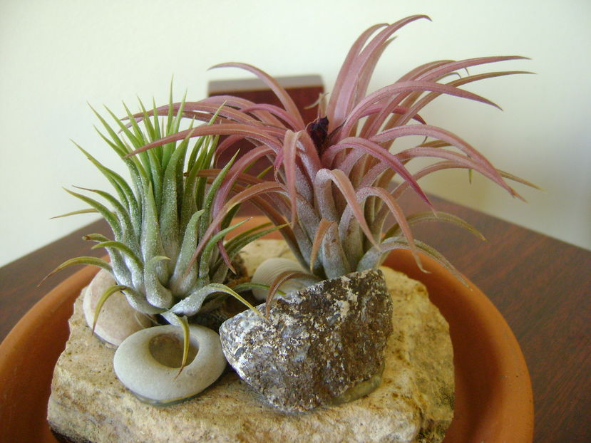 Tillandsia ionantha & Tillandsia ionantha rubra