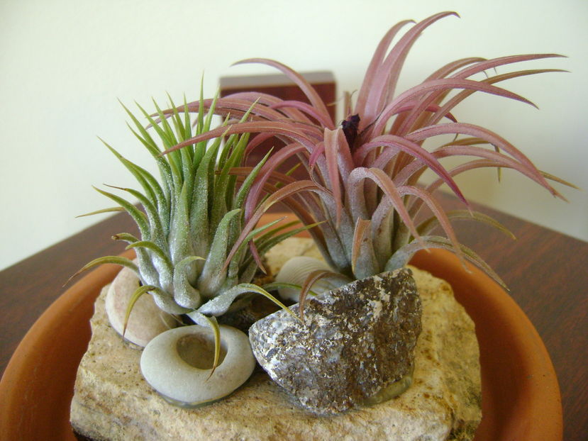 Tillandsia ionantha & Tillandsia ionantha rubra