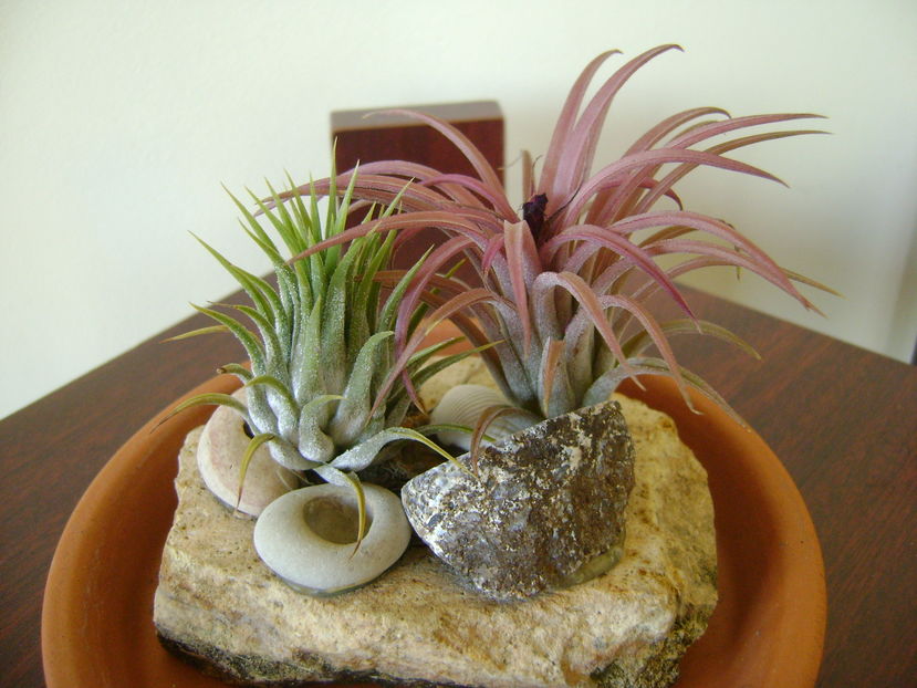 Tillandsia ionantha & Tillandsia ionantha rubra