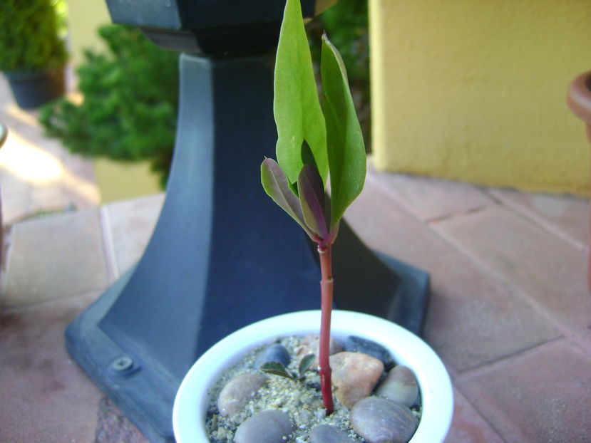 Talinum paniculatum; planta care face gimnastica
